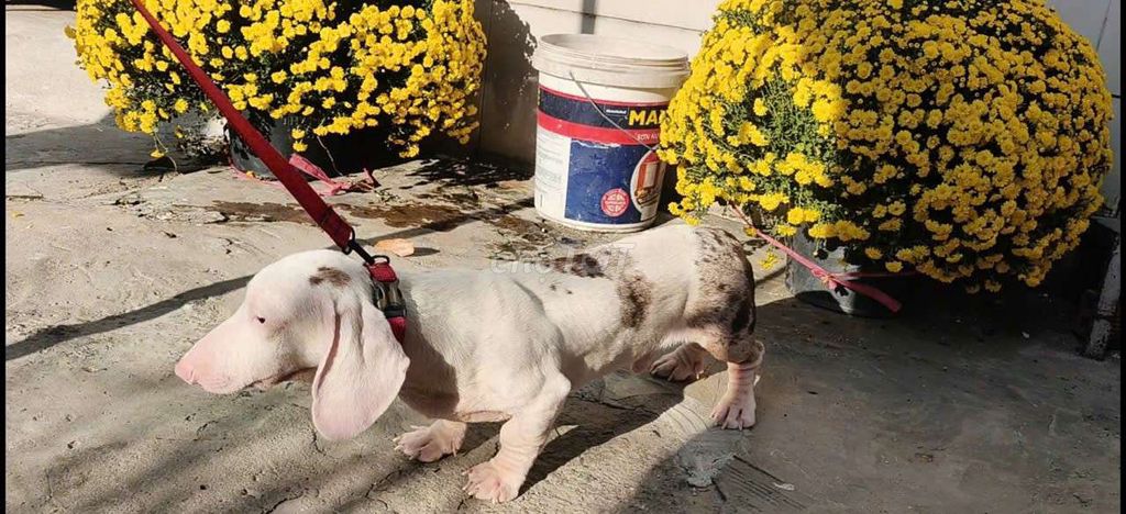 Chó Lạp xưởng đực 9 tháng tuổi. Mua bán Chó tại Thành phố Thủ Đức Tp Hồ Chí Minh được đăng bởi Huy hình 1