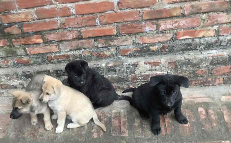 Đàn chó con. Mua bán Chó tại Huyện Quế Võ Bắc Ninh được đăng bởi Hoang  hình 1