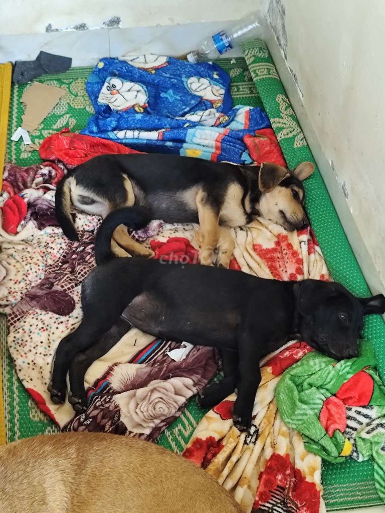 Chó ta 4 tháng. Mua bán Chó tại Huyện Đức Trọng Lâm Đồng được đăng bởi Hiệp hình 1