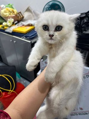 Mèo cái aln golden Trắng lông mềm mượt