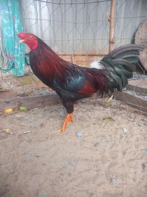 Điều mật 2kg3 zin 1x. Mua bán Gà tại Quận Thốt Nốt Cần Thơ được đăng bởi Gà Đấu TN 