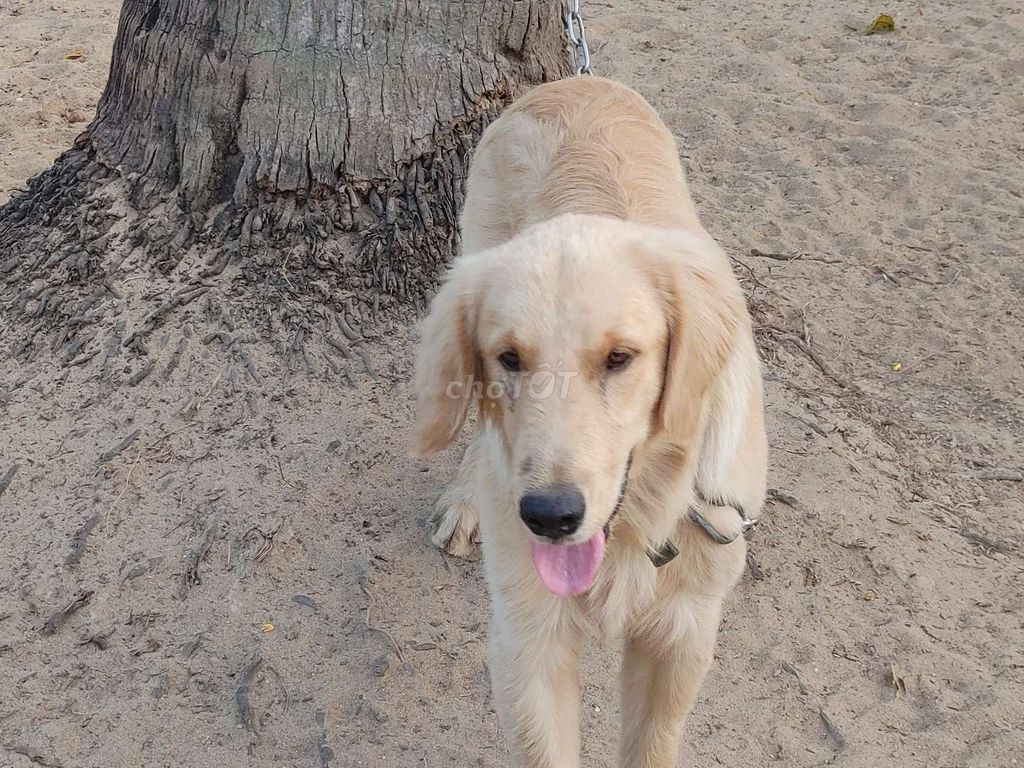 Chó Golden Retriever Đực. Mua bán Chó tại Thành phố Tây Ninh Tây Ninh được đăng bởi Nhân Rottweiler  hình 1