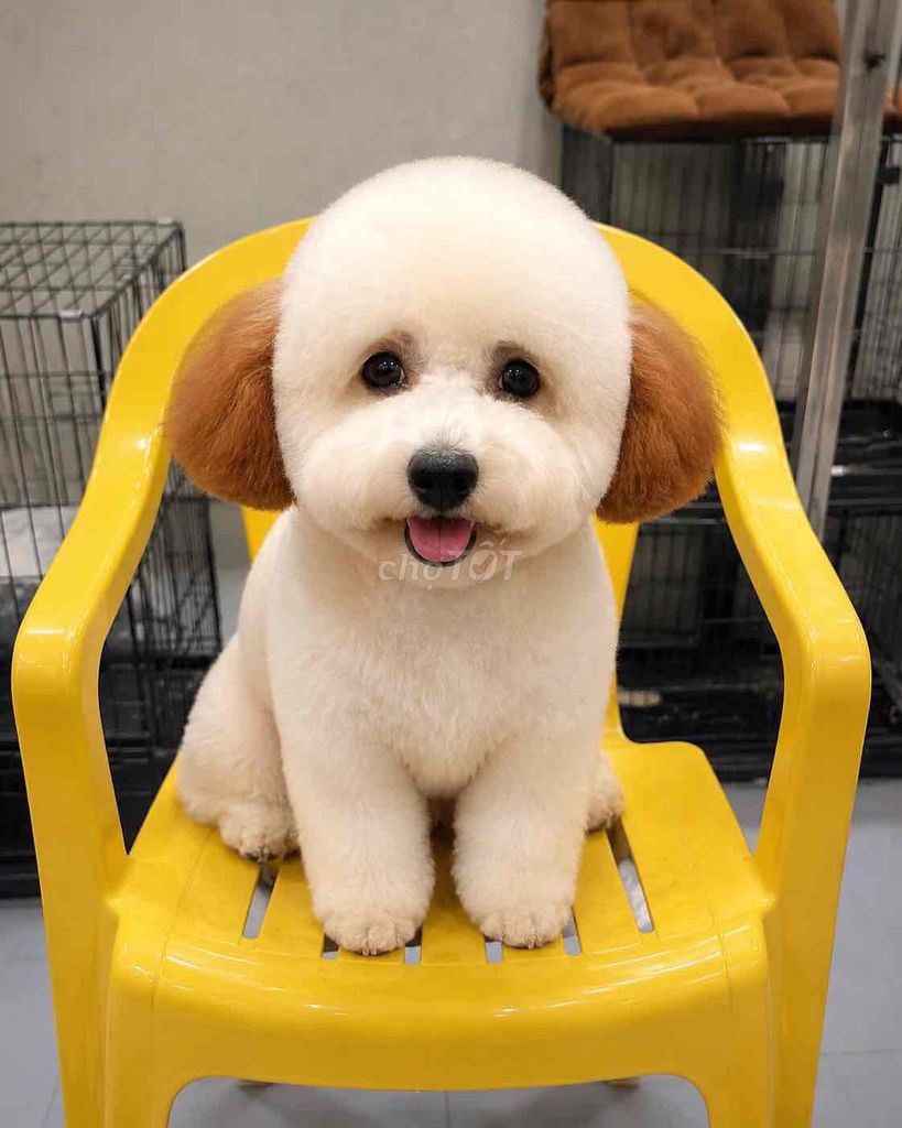 Chó Bichon Frise Trắng cam. Mua bán Chó tại Quận Bình Thuỷ Cần Thơ được đăng bởi Nguyễn Thị Huỳnh Mai hình 1