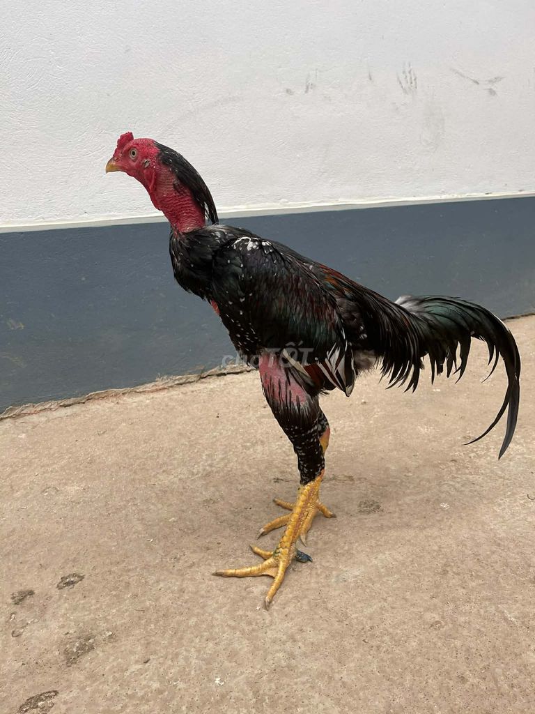 do k có thời gian chăm để lại e nó. Mua bán Gà tại Thành phố Thanh Hóa Thanh Hóa được đăng bởi Ne Tau hình 1