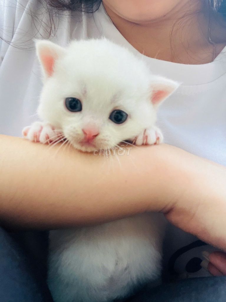 Combo 4 Mèo Anh lông ngắn Trắng. Mua bán Mèo tại Huyện Mỹ Đức Hà Nội được đăng bởi Trần Văn Kế hình 1