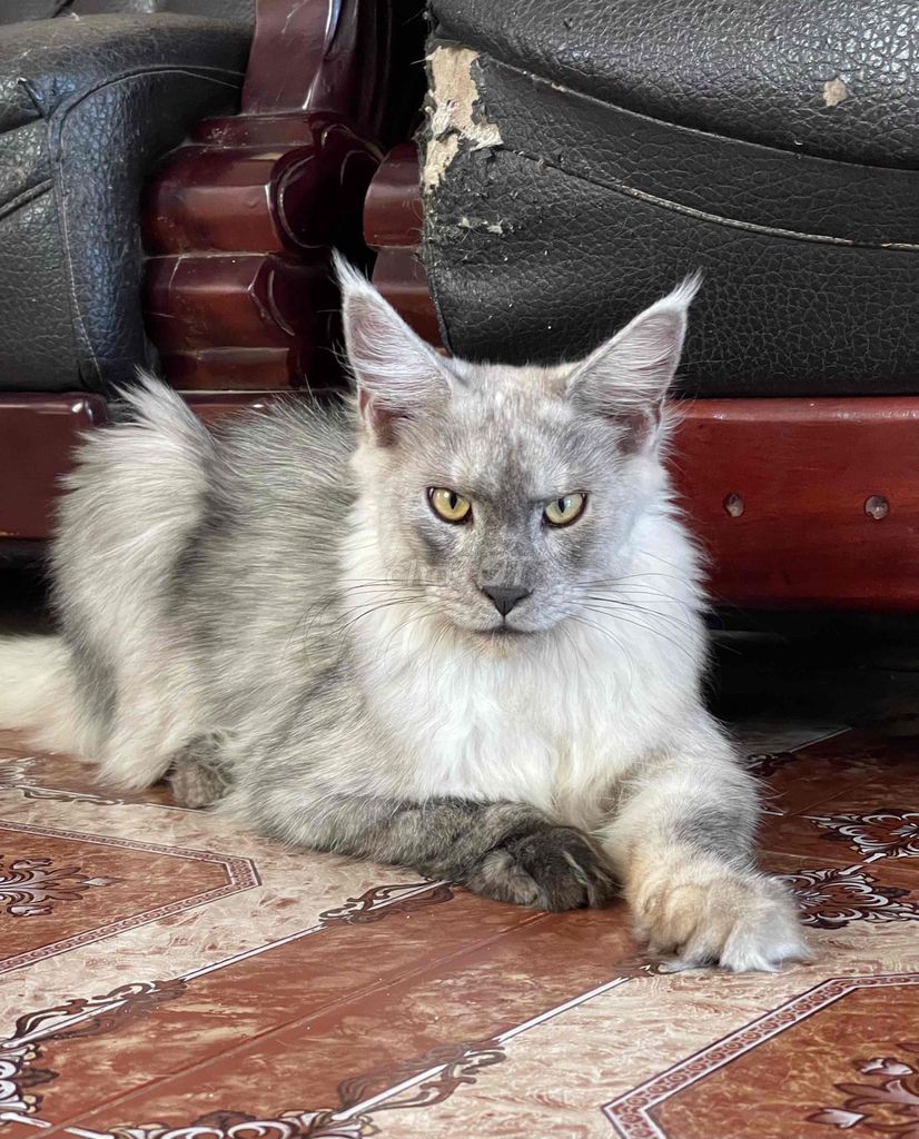 Mèo Maine Coon đực màu Smoke. Mua bán Mèo tại Quận 12 Tp Hồ Chí Minh được đăng bởi Nhà Toàn Mèo hình 1