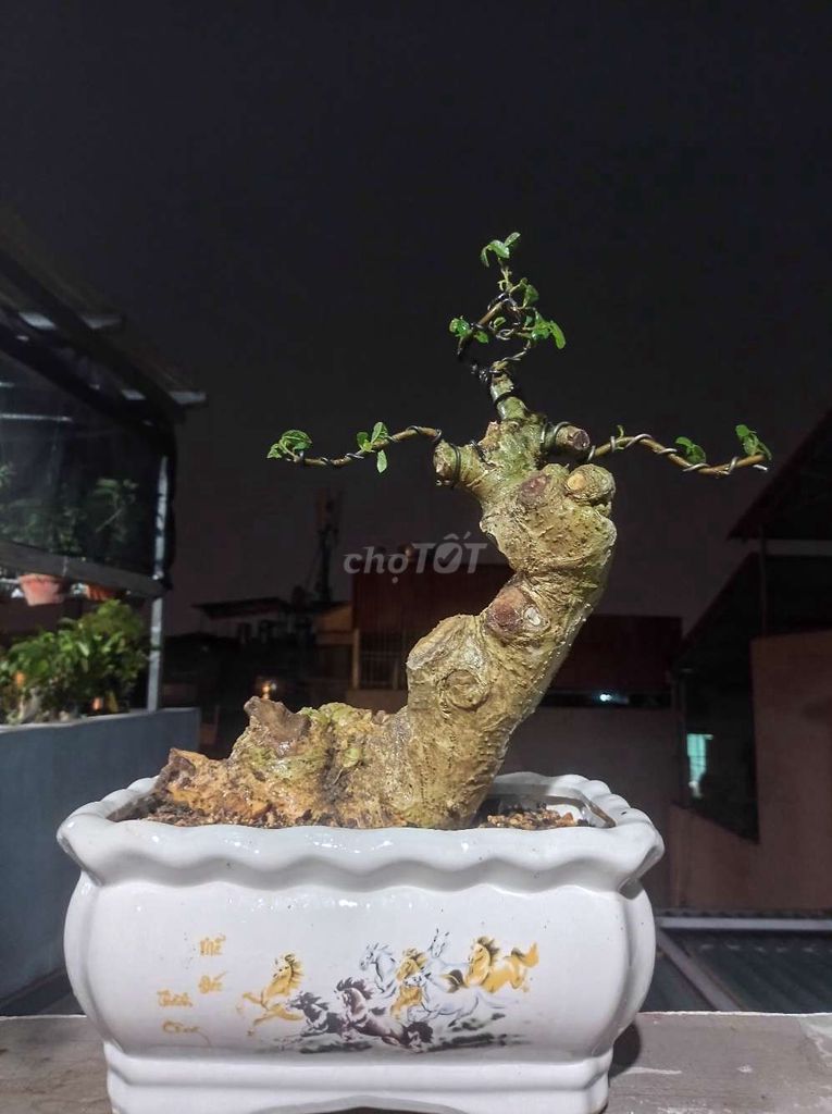 Cây Duối bonsai