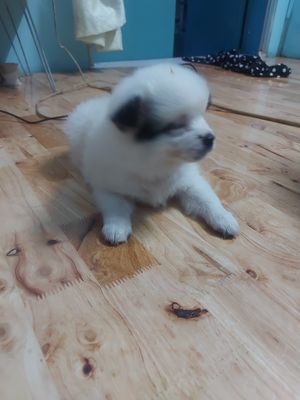 Chó giống nhật, 2 tháng tuổi, đực