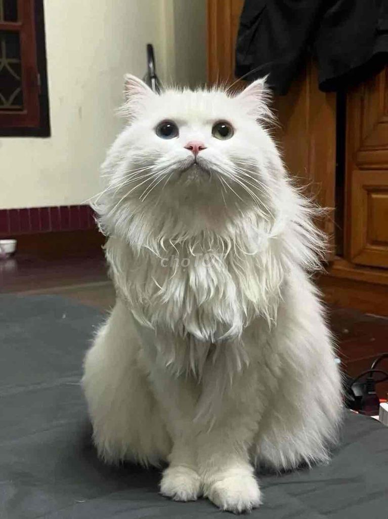 Mèo Anh lông dài cái 3 tuổi đã tiêm. Mua bán Mèo tại Thành phố Vĩnh Yên Vĩnh Phúc được đăng bởi HIẾU LÊ hình 1