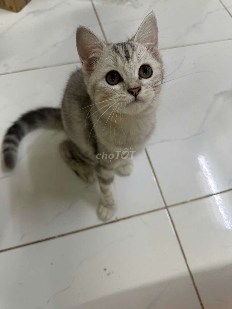 Mèo Anh lông ngắn Silver 3 tháng. Mua bán Mèo tại Quận 12 Tp Hồ Chí Minh được đăng bởi Nguyễn Đức Huy hình 1
