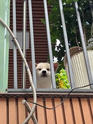 Chó Shiba trắng 7 tháng tuổi