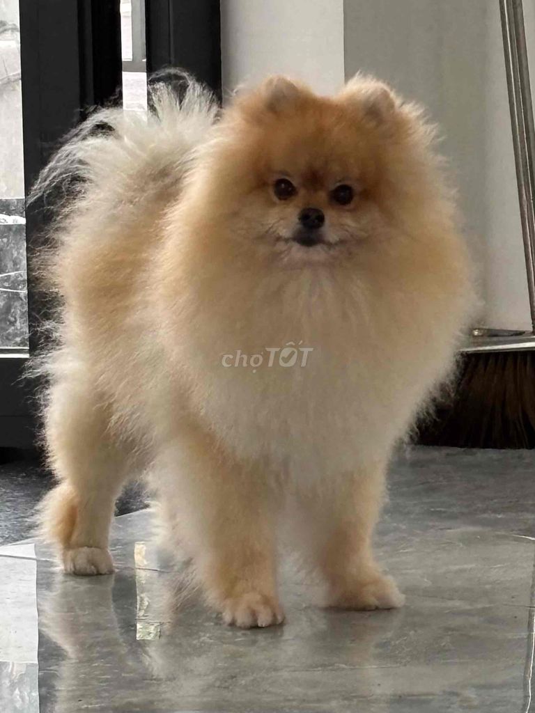 Chó Phốc Sóc mini 2,6kg, đực 13 tháng đã triệt sản. Mua bán Chó tại Thành phố Thủ Đức Tp Hồ Chí Minh được đăng bởi thanh tung hình 1