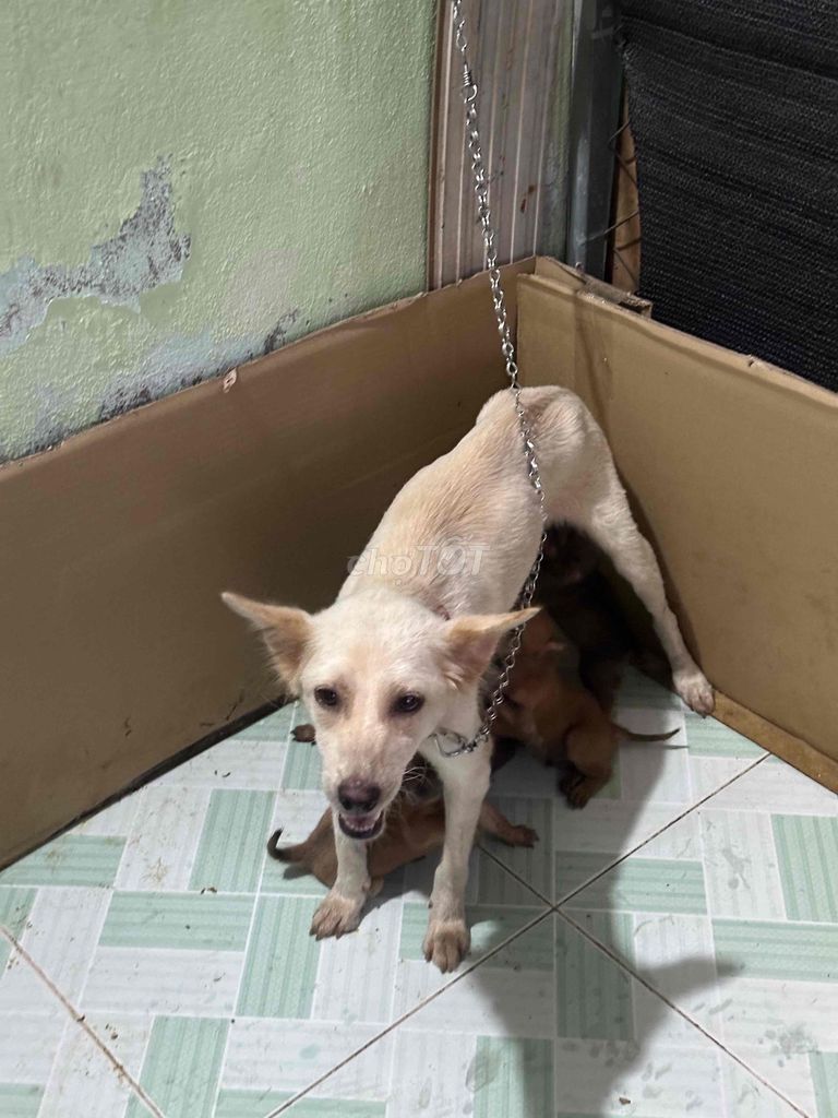 Chó hơn 1 tháng tuổi cả hai. Mua bán Chó tại Quận 12 Tp Hồ Chí Minh được đăng bởi Chí Hiếu hình 1