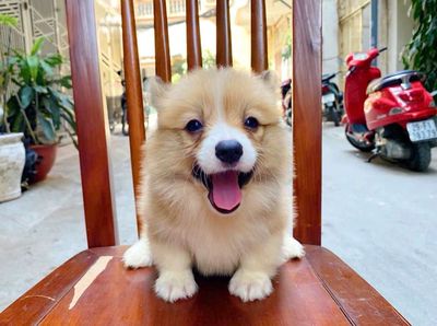 Hello corgi baby