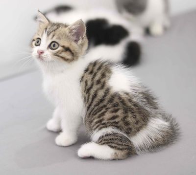 MÈO ANH LÔNG NGẮN TABBY THUẦN CHỦNG. Mua bán Mèo tại Quận 12 Tp Hồ Chí Minh được đăng bởi Nguyễn Quốc Tuấn