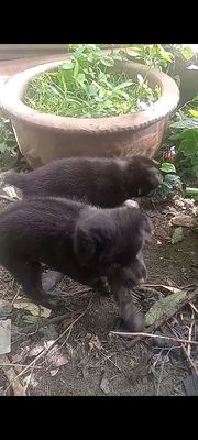 Chó con giống nhỏ cả hai màu Đen