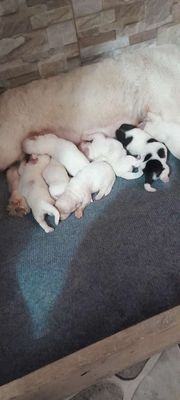 Chó Husky lai trắng 45 ngày