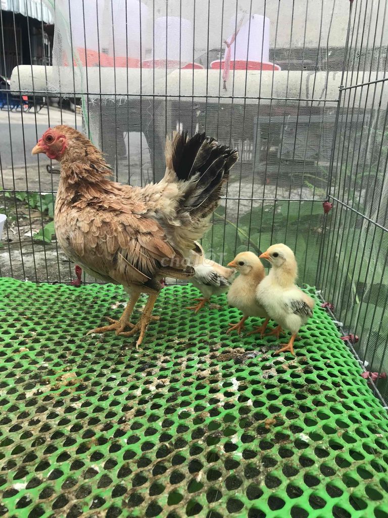 Gà con tre bắc. Mua bán Gà tại Quận Ninh Kiều Cần Thơ được đăng bởi ABC hình 1