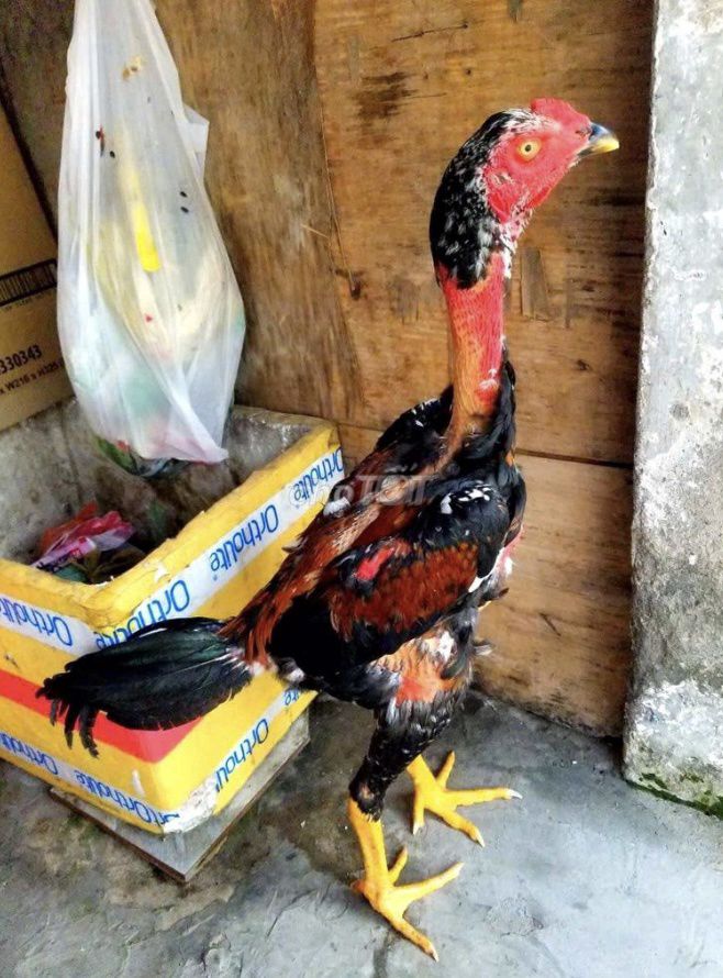 Gà chọi 2.9kg Đen, đỏ, vàng. Mua bán Gà tại Huyện Cát Tiên Lâm Đồng được đăng bởi Tuấn Gà Chọi hình 1