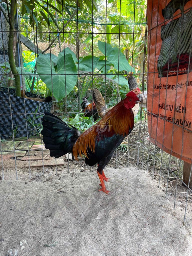 Gà chọi Que 8 tháng 1.7kg. Mua bán Gà tại Huyện Cai Lậy Tiền Giang được đăng bởi Huỳnh Nghĩa hình 1