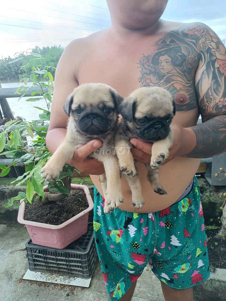 Pug nhà nuôi ạ. Mua bán Chó tại Quận 8 Tp Hồ Chí Minh được đăng bởi Pé Heo hình 4