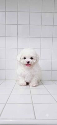 Poodle thuần chuẩn tyni chân lùn mõm ngắn lông day