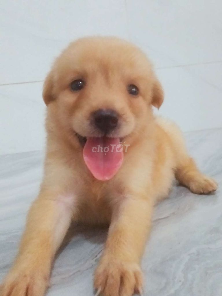 golden lai màu vàng xinh xắn rất đẹp dễ nuôi. Mua bán Chó tại Quận 6 Tp Hồ Chí Minh được đăng bởi Tăng Chí Lương  hình 1