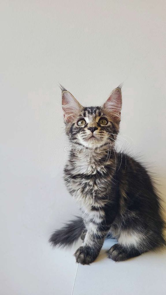 Maincoon Black Tabby có thể fix thêm 🐱