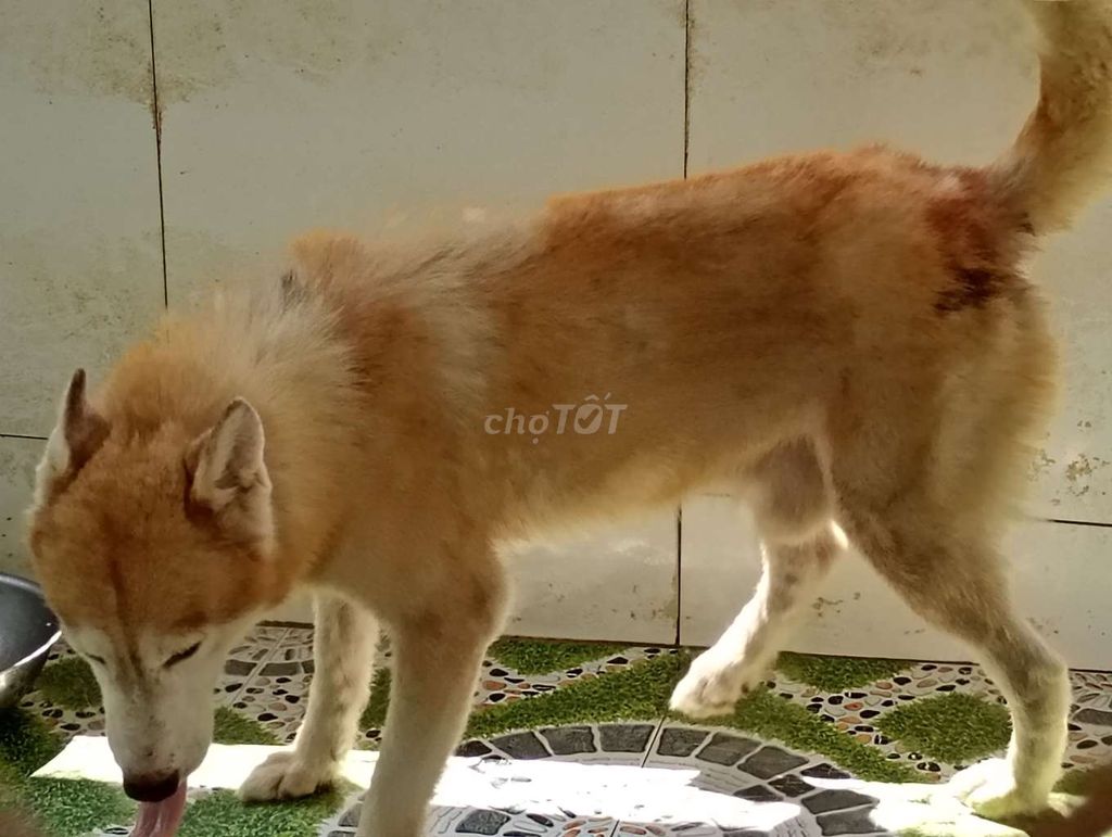 Chó Husky Đực Nâu trắng Khỏe mạnh. Mua bán Chó tại Thành phố Tây Ninh Tây Ninh được đăng bởi Nhân Rottweiler  hình 1
