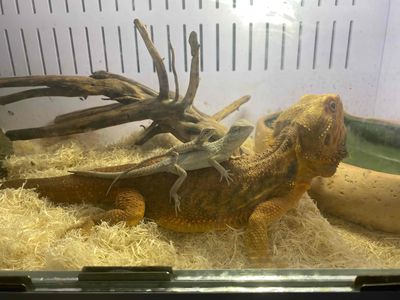 Hypo trans orange. Mua bán Thú cưng khác tại Huyện Nhà Bè Tp Hồ Chí Minh được đăng bởi Noname