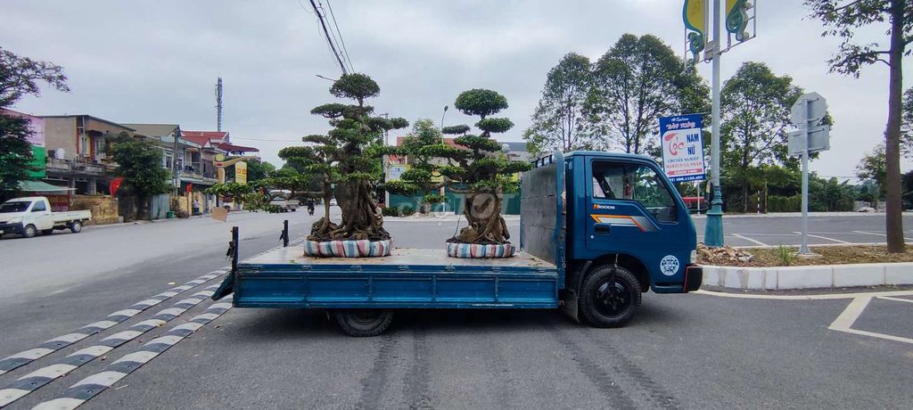 Cây cảnh Trực huyền ôm đá thác đổ. Mua bán Cây cảnh, đồ trang trí tại Huyện Nghĩa Hưng Nam Định được đăng bởi Văn Đại hình 1