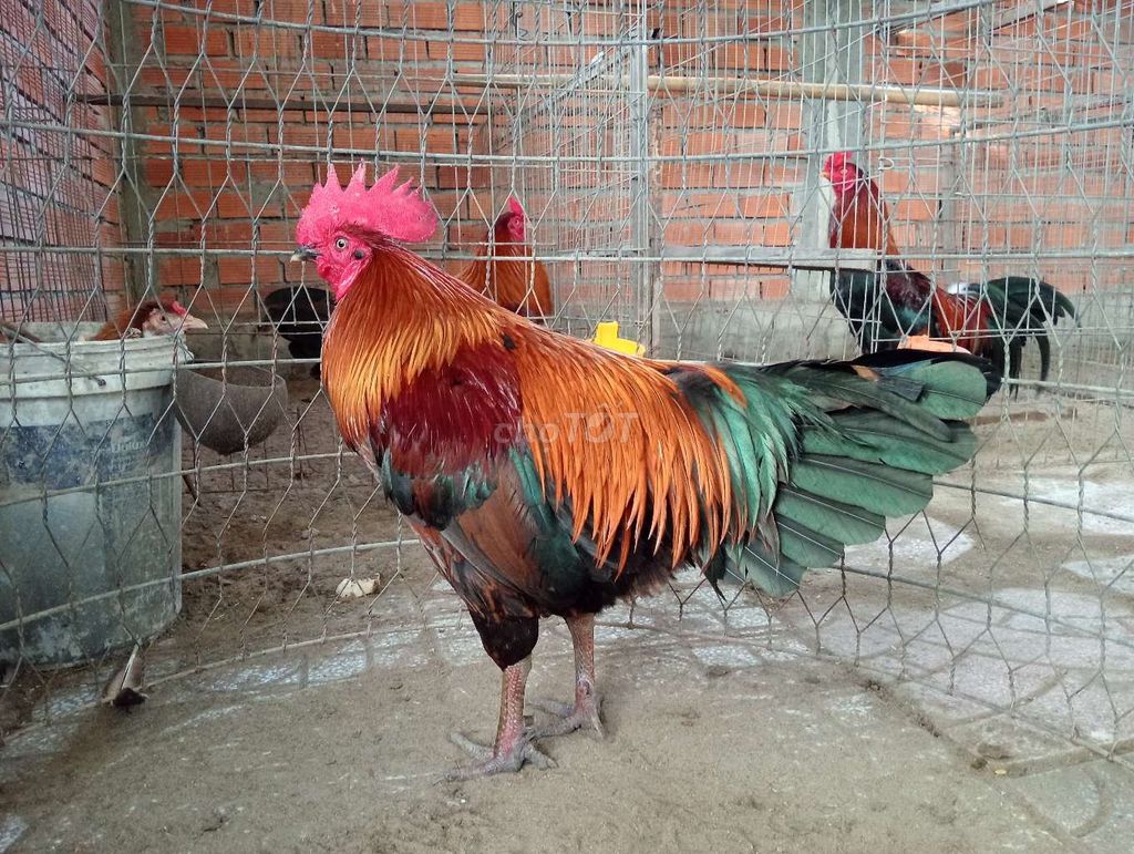 Gà chọi đực 3.5kg. Mua bán Gà tại Huyện Châu Thành A Hậu Giang được đăng bởi họ thai hình 1