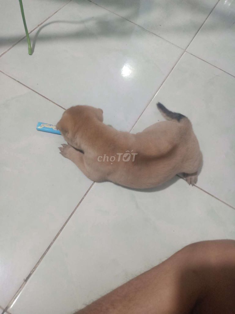 Chó con màu Nâu vàng, lai phú quốc. Mua bán Chó tại Thành phố Thuận An Bình Dương được đăng bởi Nguyễn Duy Khang hình 1
