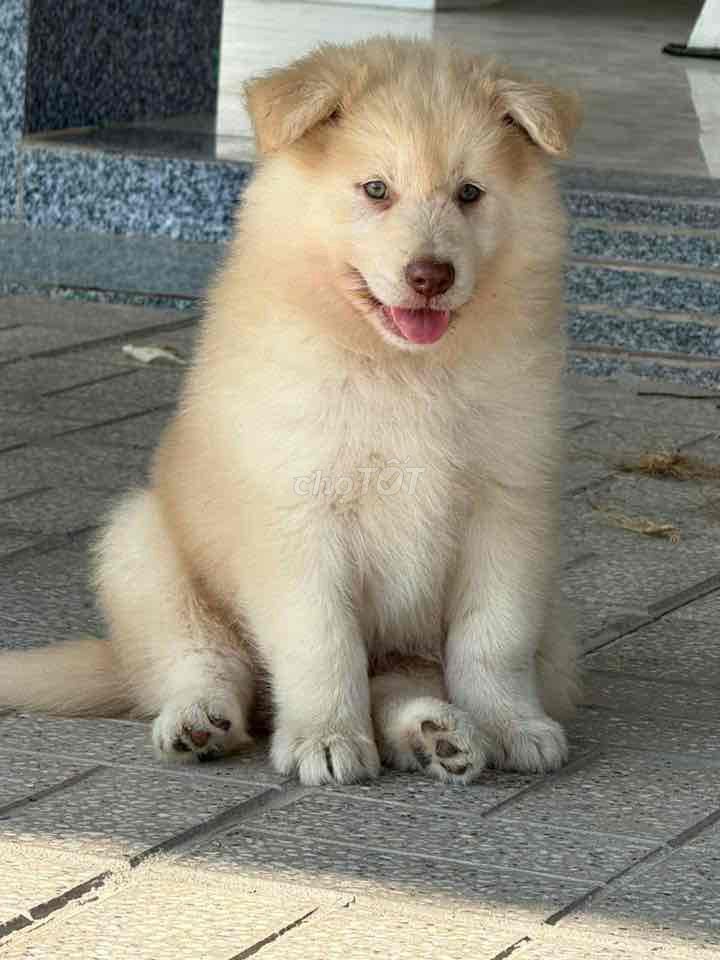 Tìm nhà mới cho các bé Alaska. Mua bán Chó tại Huyện Châu Thành Tây Ninh được đăng bởi Nguyễn Ngân hình 1