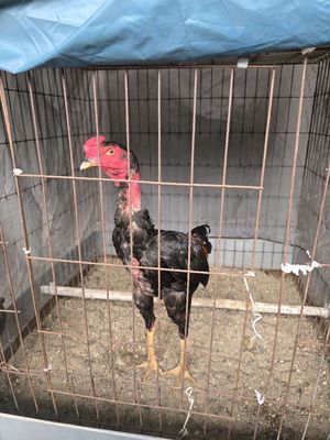 Gà ô tía trạng 27.5. Mua bán Gà tại Quận Hà Đông Hà Nội được đăng bởi Tiến