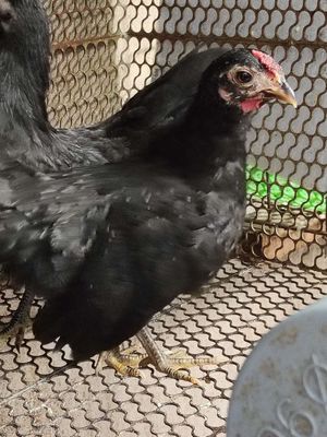 Gà Rosecomb Đen 4 tháng