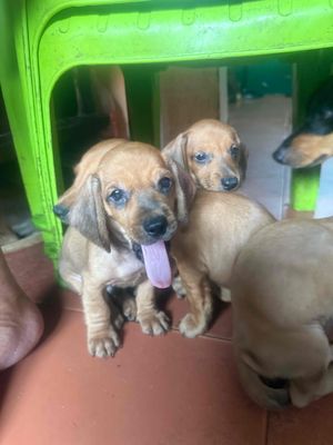 Chó Con Lạp Xưởng Nhà Nuôi. Mua bán Chó tại Quận Tân Bình Tp Hồ Chí Minh được đăng bởi nguyen thi my hanh