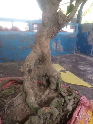 Mai vàng bonsai. Mua bán Cây cảnh, đồ trang trí tại Huyện Châu Thành Đồng Tháp được đăng bởi  hiền nth