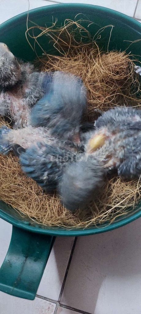 vẹt lovebird non. Mua bán Chim tại Quận Ba Đình Hà Nội được đăng bởi Anh Nguyen Duc hình 1