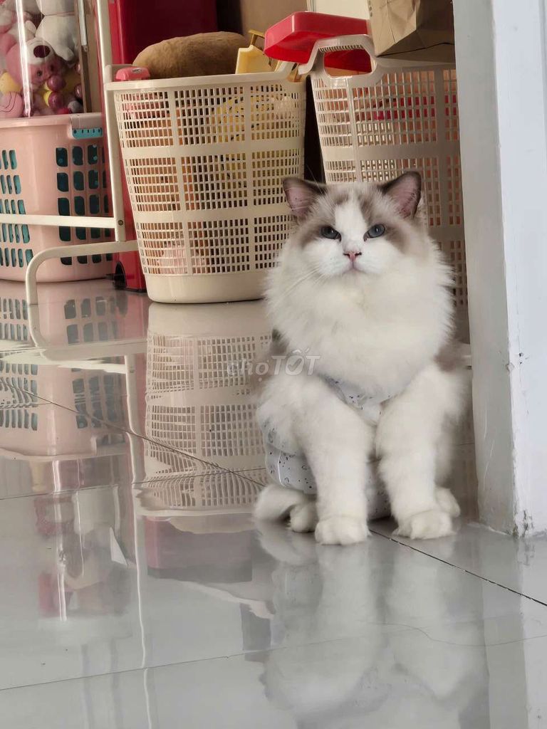 Mèo Gái Ragdoll Nhập