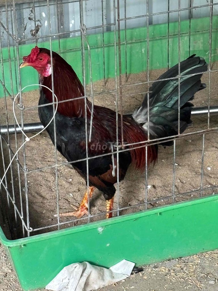 Điều k520. Mua bán Gà tại Quận Gò Vấp Tp Hồ Chí Minh được đăng bởi Gà Lấu Gò Vấp hình 1
