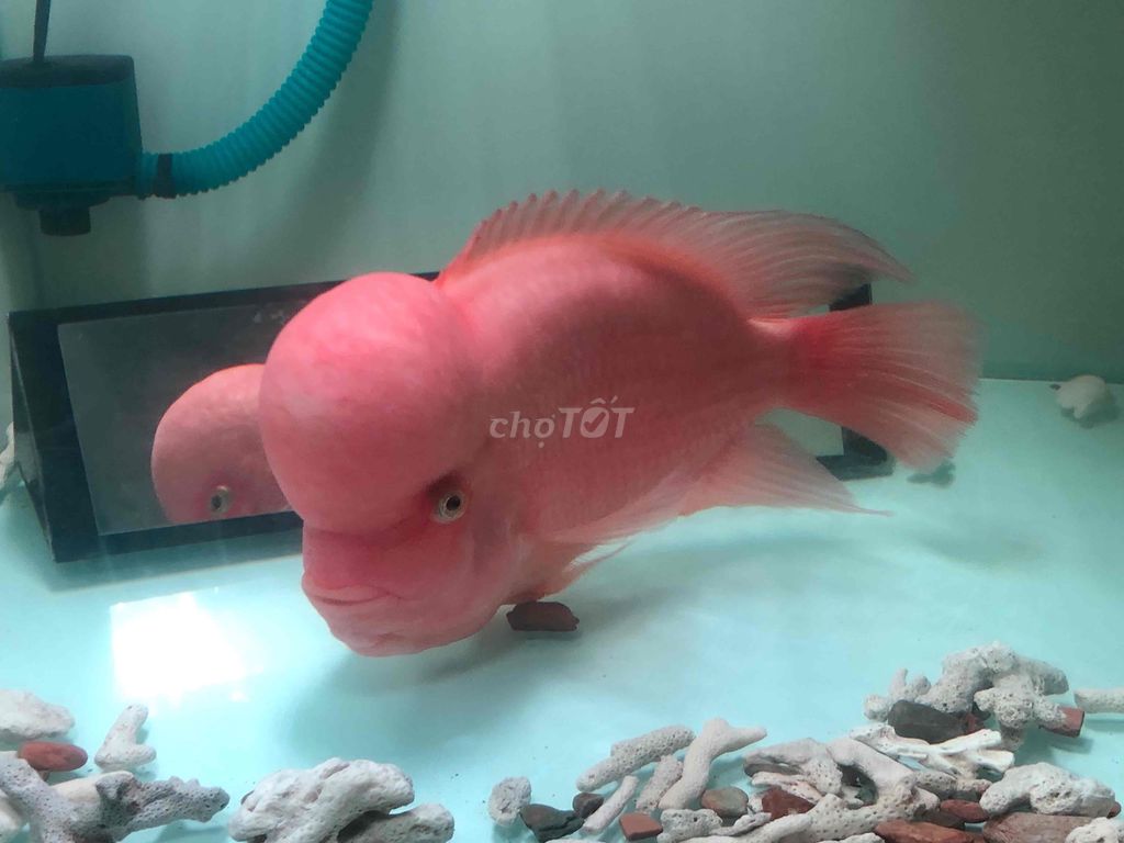 Cá La hán khỉ đỏ Size to. Mua bán Thú cưng khác tại Quận Hải Châu Đà Nẵng được đăng bởi ku Tèo hình 1