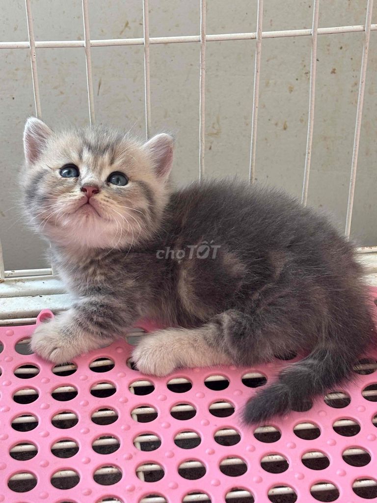 Mèo Munchkin blue golden tabby đực. Mua bán Mèo tại Quận 4 Tp Hồ Chí Minh được đăng bởi Nguyễn Ngọc Ý hình 1