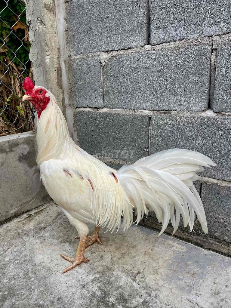 Gà Bướm trắng. Mua bán Gà tại Huyện Châu Thành Tiền Giang được đăng bởi Hồ Tấn Đạt hình 1
