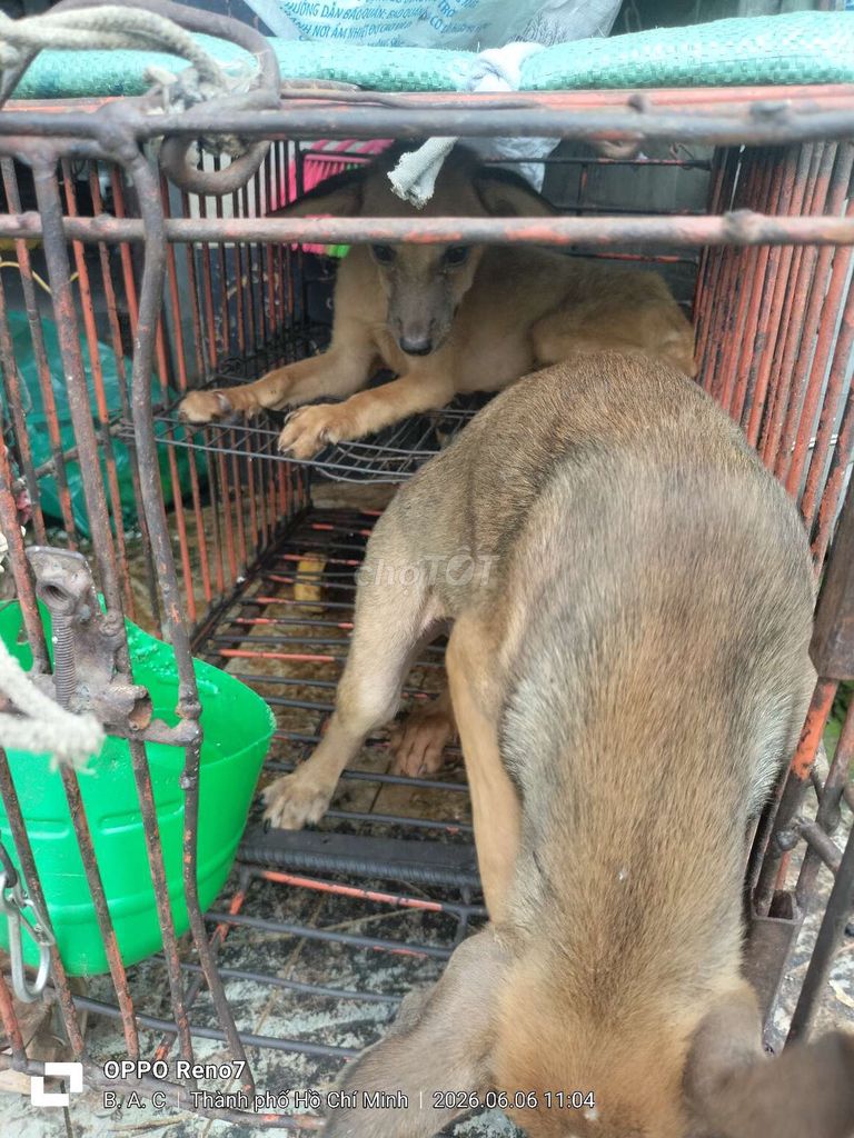 Chó ta con màu Nâu. Mua bán Chó tại Huyện Hóc Môn Tp Hồ Chí Minh được đăng bởi Bắc Nguyễn Văn hình 1