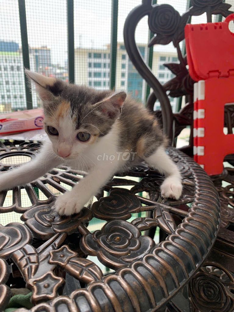 Cần tìm chủ yêu thương các bé mèo đáng yêu