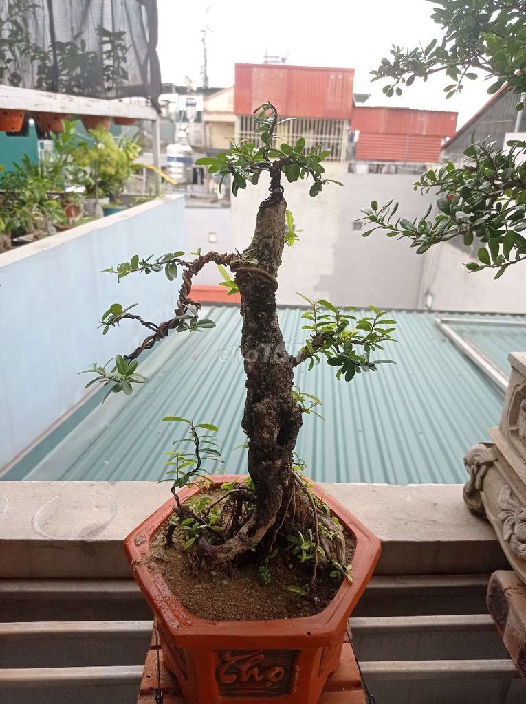 Cây Hải châu bonsai