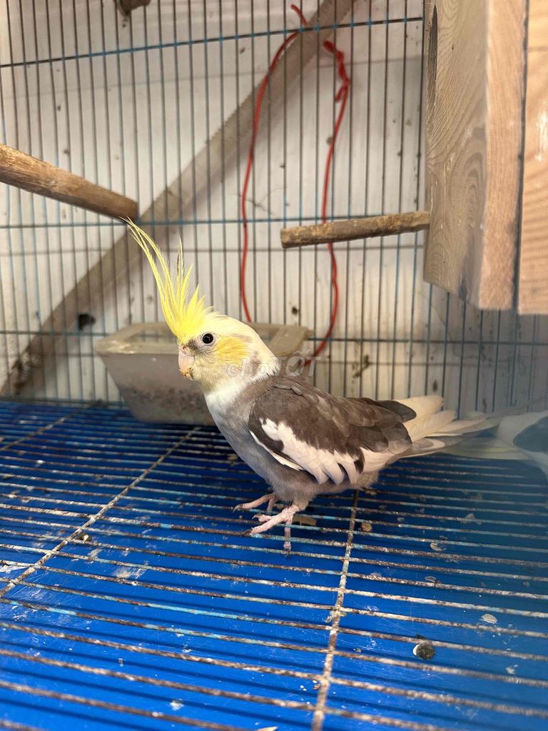 Chim Vẹt Cockatiel trống Xám, vàng. Mua bán Chim tại Thành phố Thủ Đức Tp Hồ Chí Minh được đăng bởi Huy hình 1