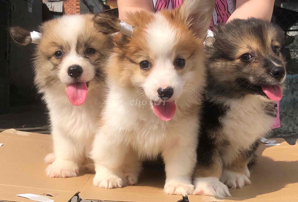 Chó Corgi - chó corgi thuần chủng từ 2trieu/1be