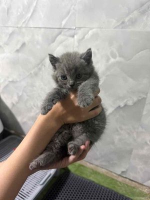 Mèo Anh lông ngắn đực xám 3 tháng